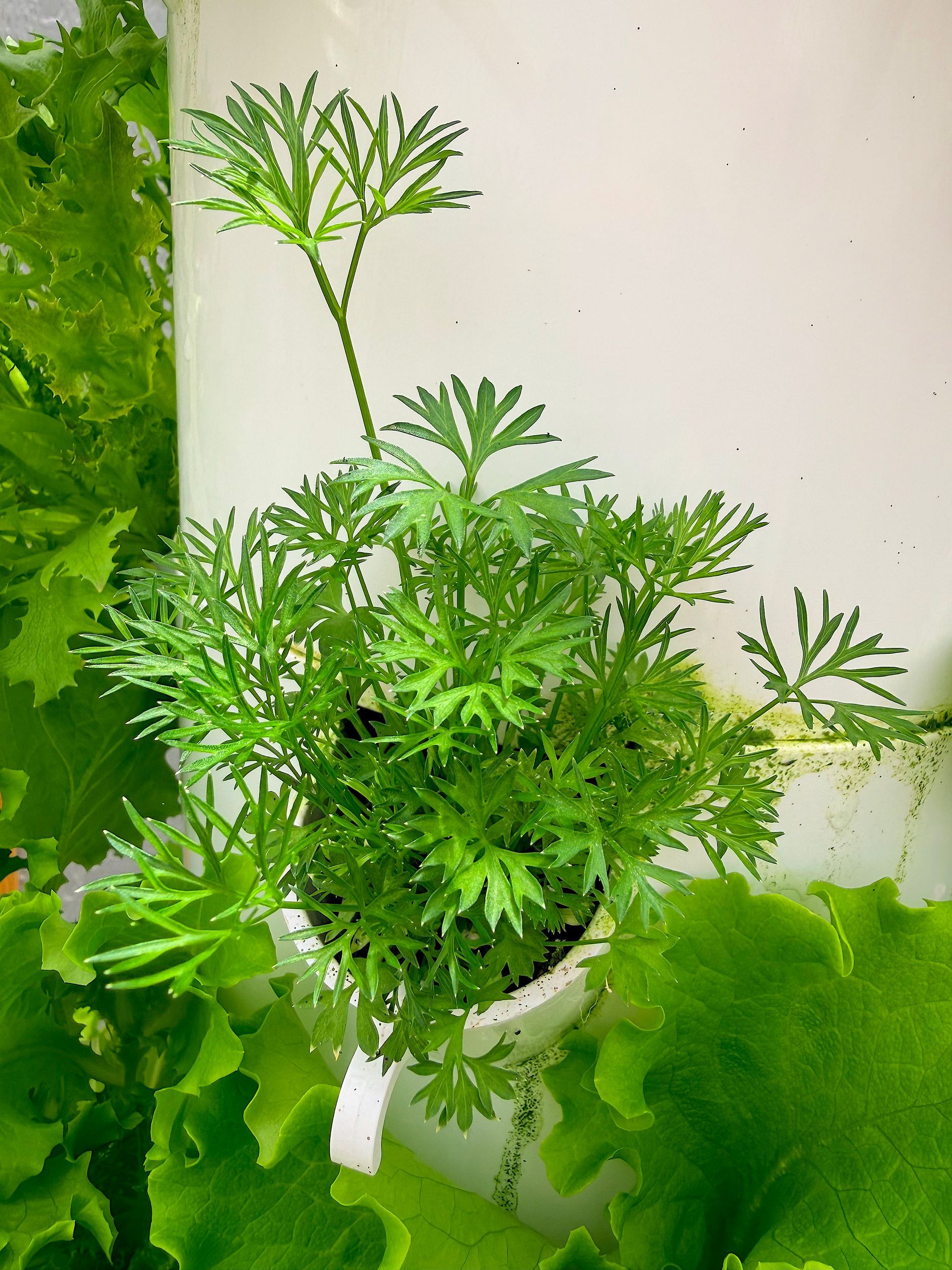 Green leafy potted plant indoors against a light wall.