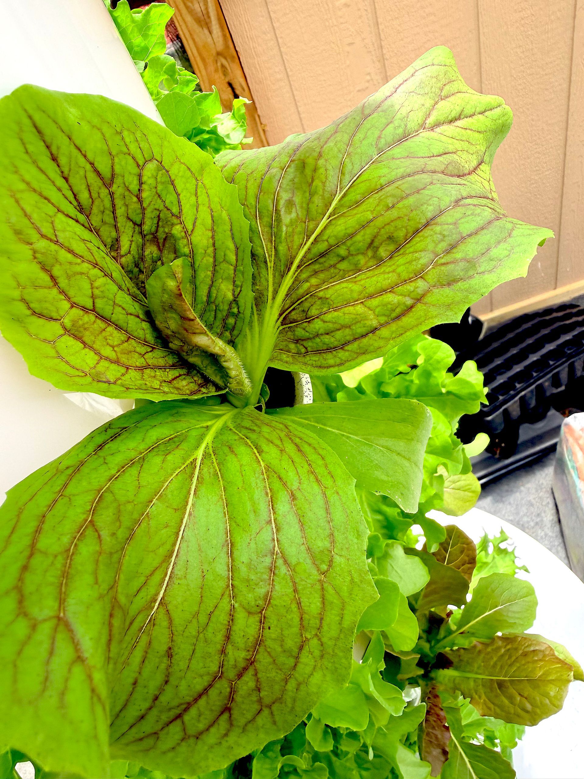 Bright green and purple-veined leafy plant growing indoors near a window
