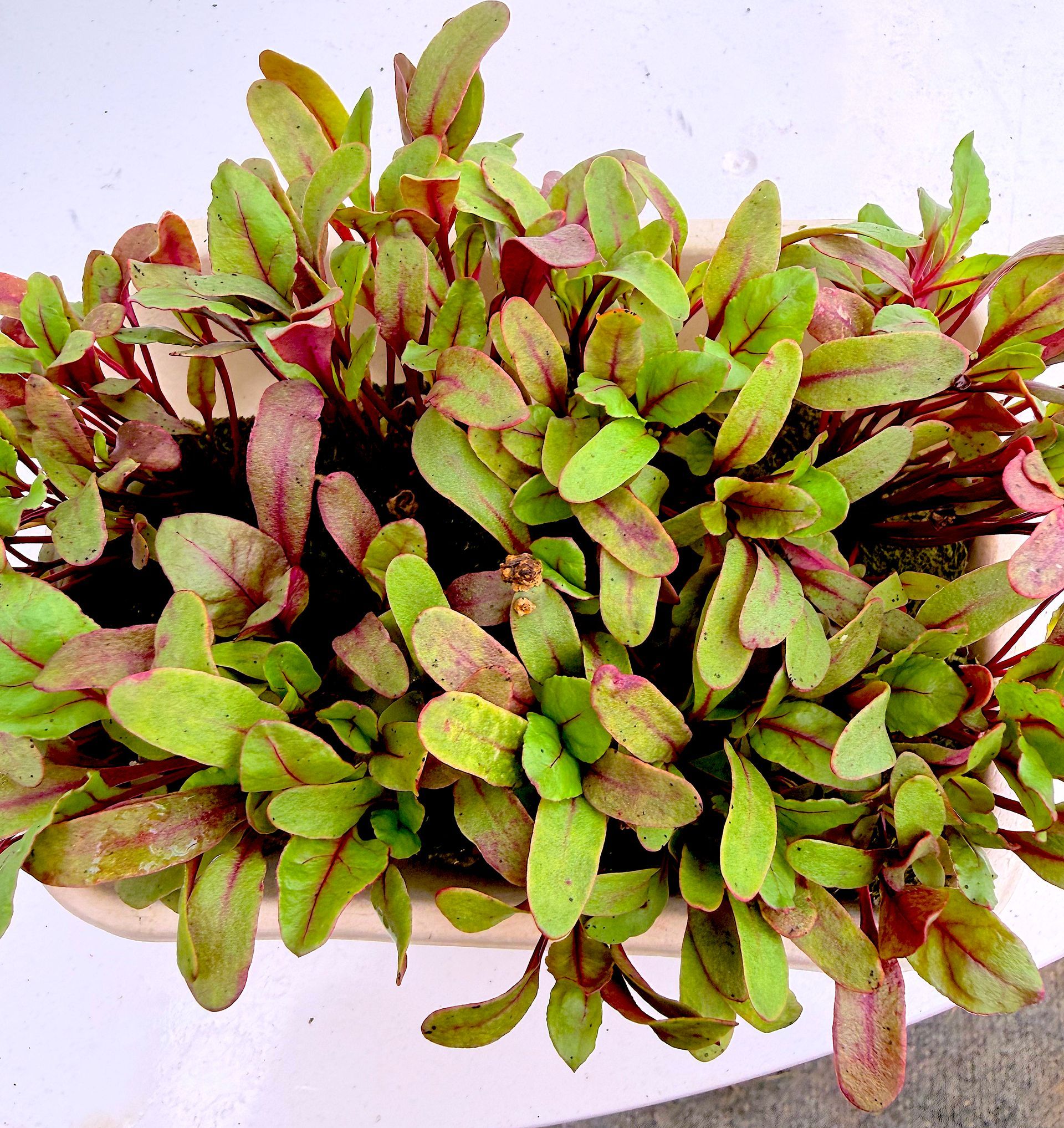 A pile of fresh green and red leafy vegetables on a white background