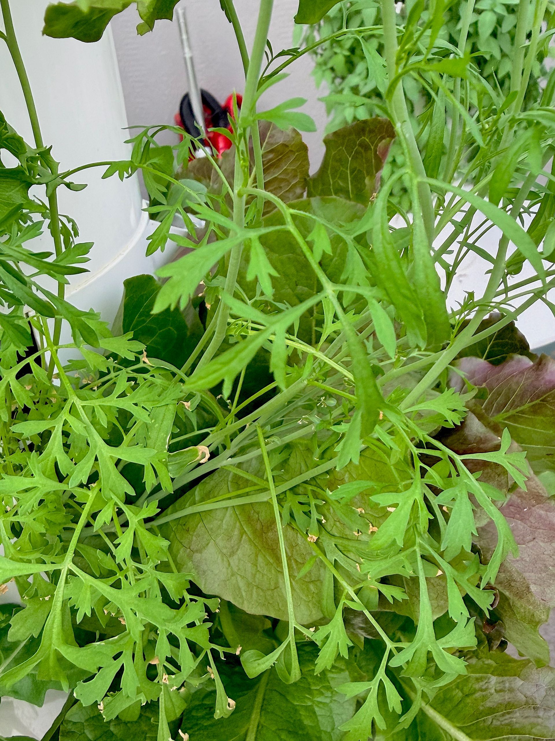 Green leafy plant growing in a pot beside a white wall, with a red ladybug decoration visible behind it.