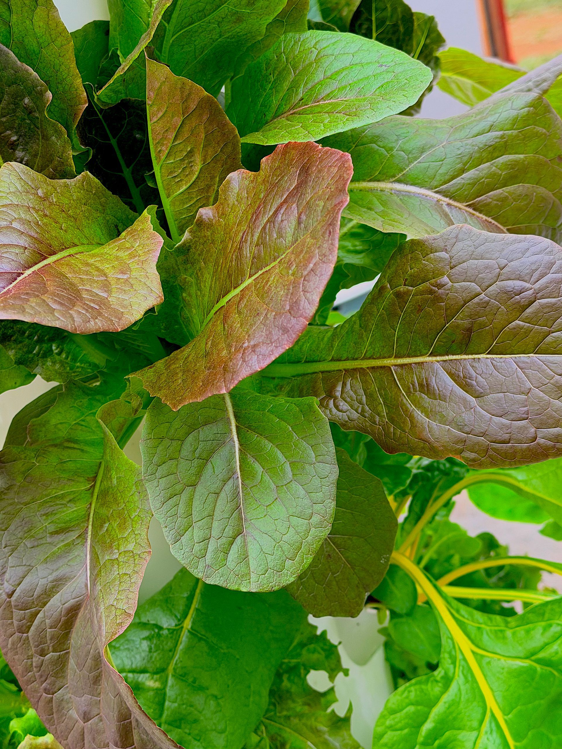 Close-up of green and reddish-purple leafy plant with soft, fuzzy leaves