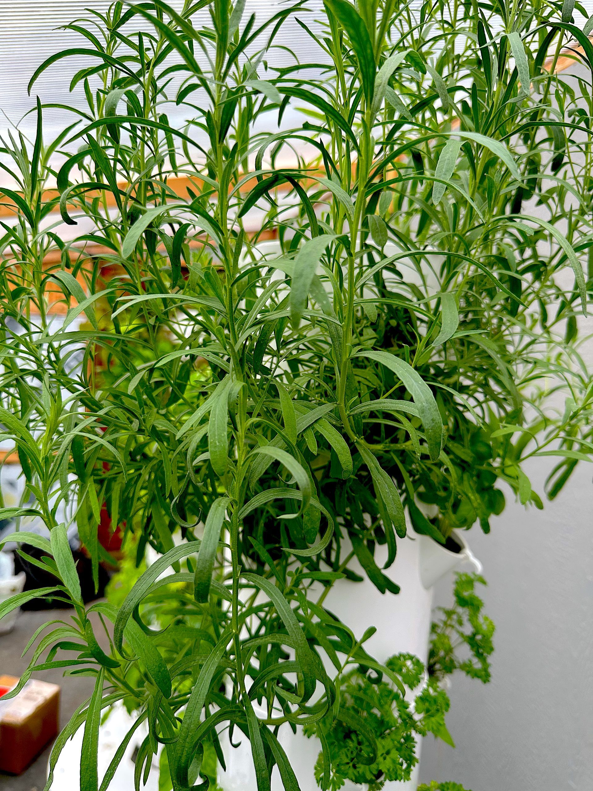 Potted green herb with long narrow leaves growing indoors on a windowsill