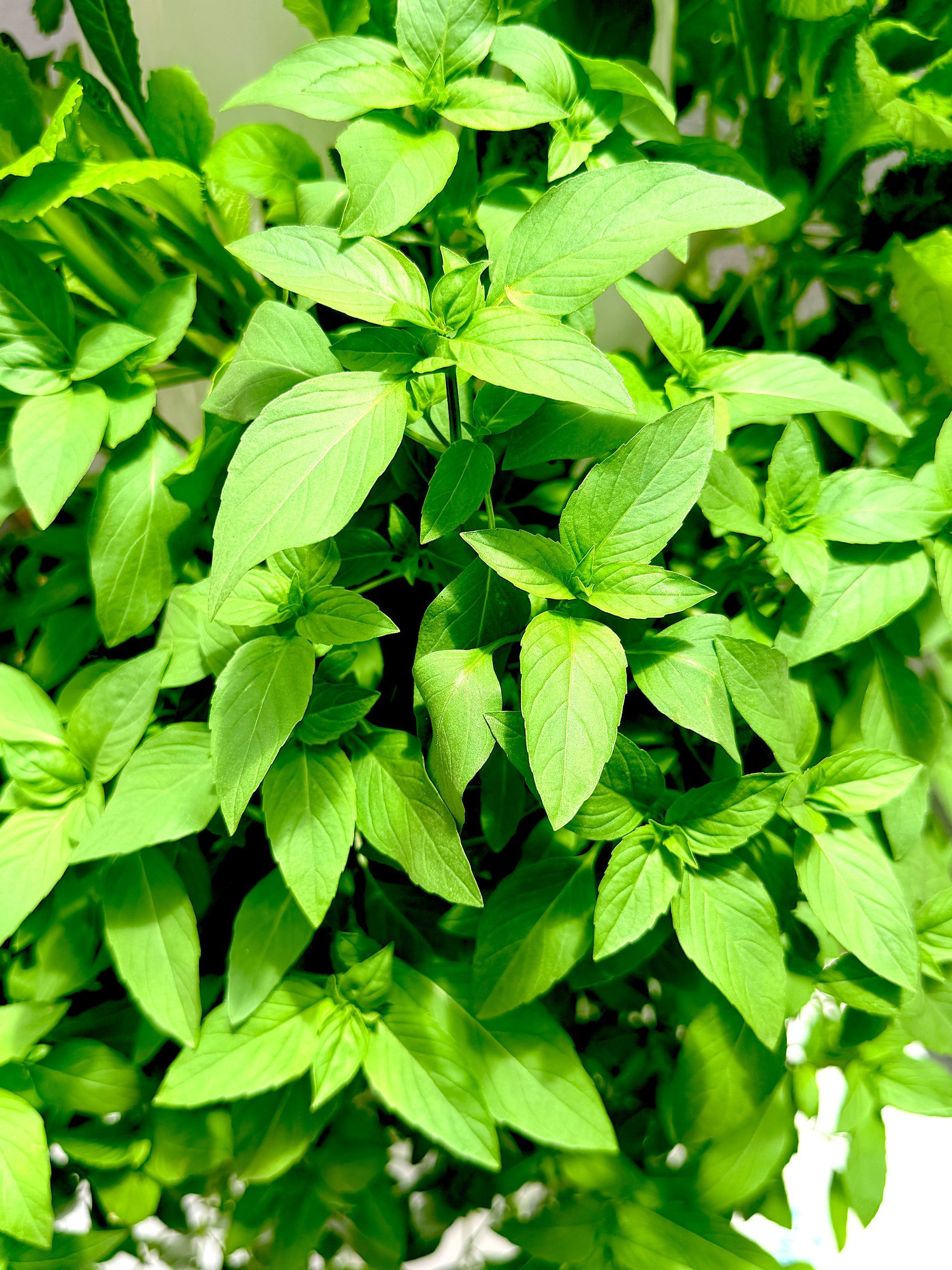Close-up of lush green leaves densely covering a plant