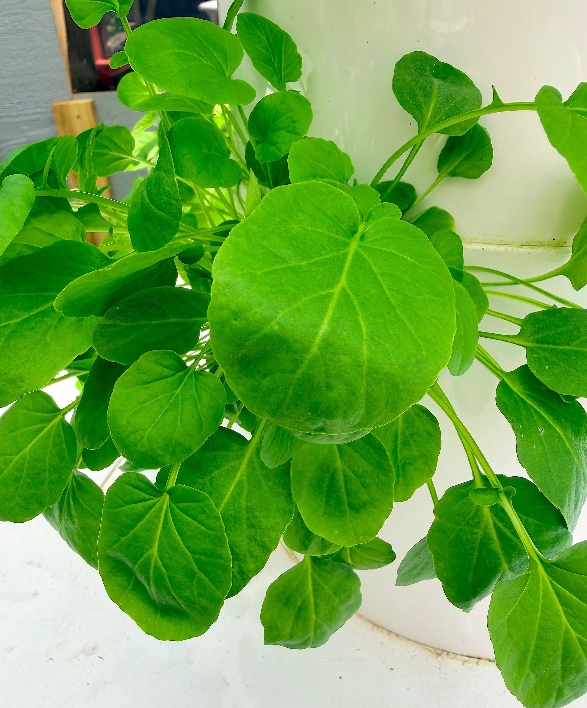 Green potted plant with round leaves in a white container, close-up against a light background