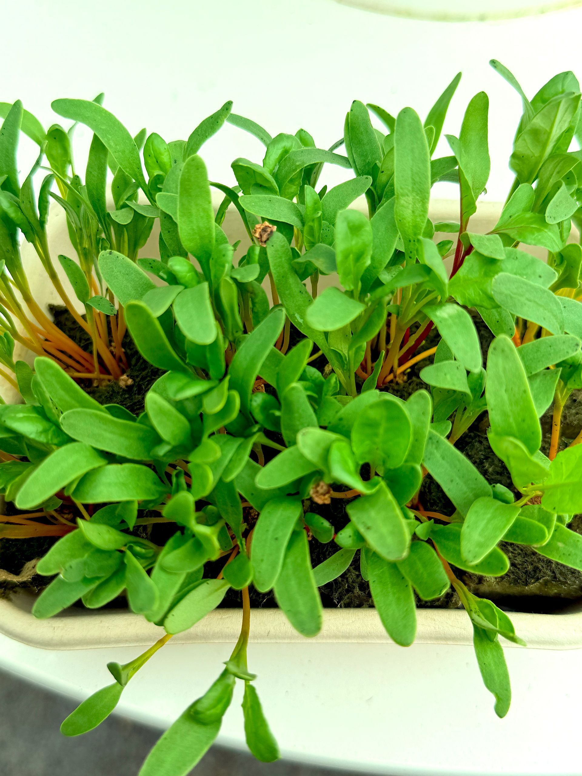 Small green potted plant with dense leaves in a white planter
