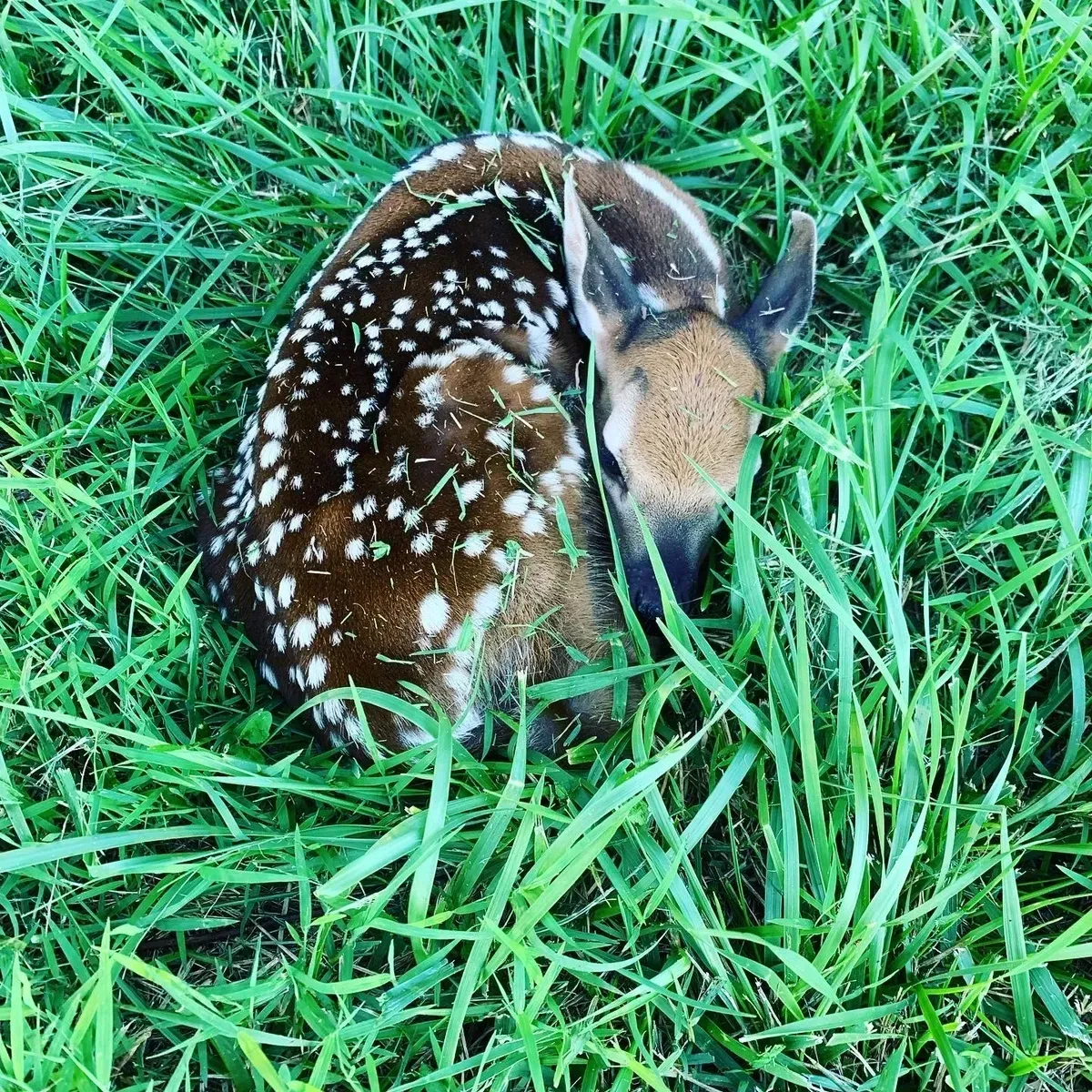 Spotted fawn curled up in tall green grass