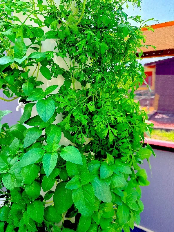Green leafy vine climbing a wall beside a rooftop terrace