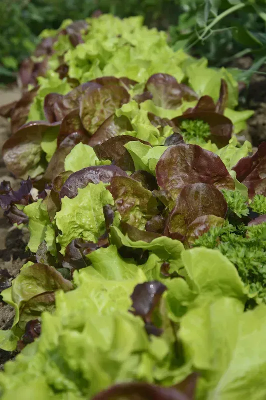 Mixed green and red leaf lettuce growing in a garden bed