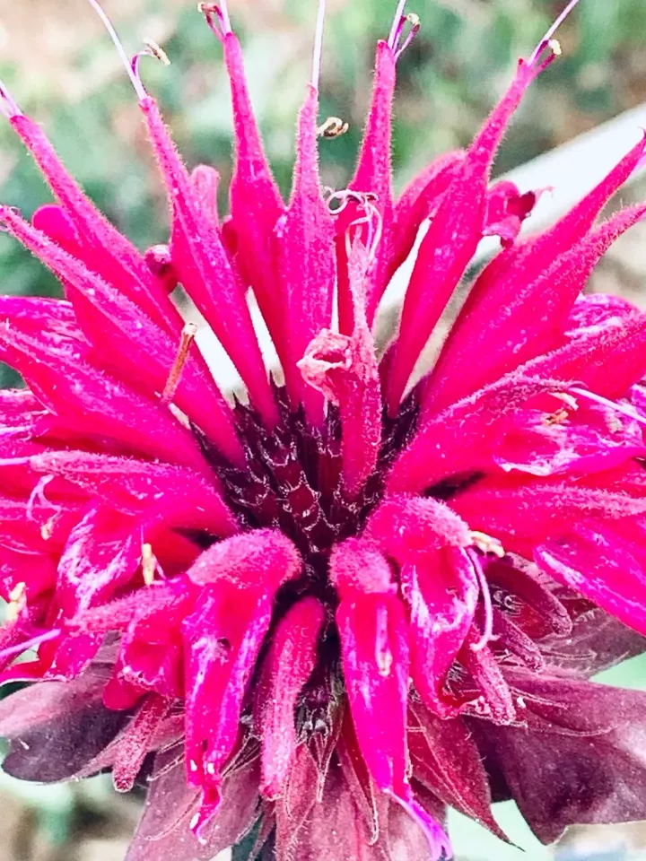 Bright pink flower with layered petals and a dark center against a blurred background