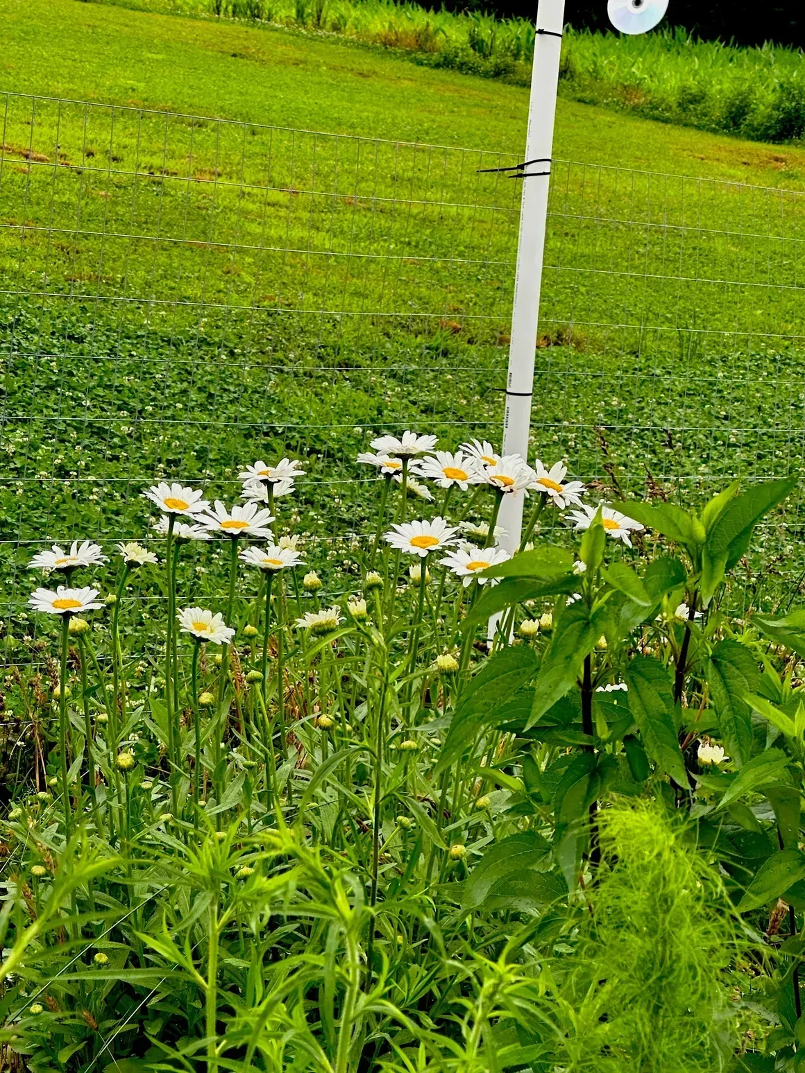 White wildflowers in green grass beside a white pole on a grassy field