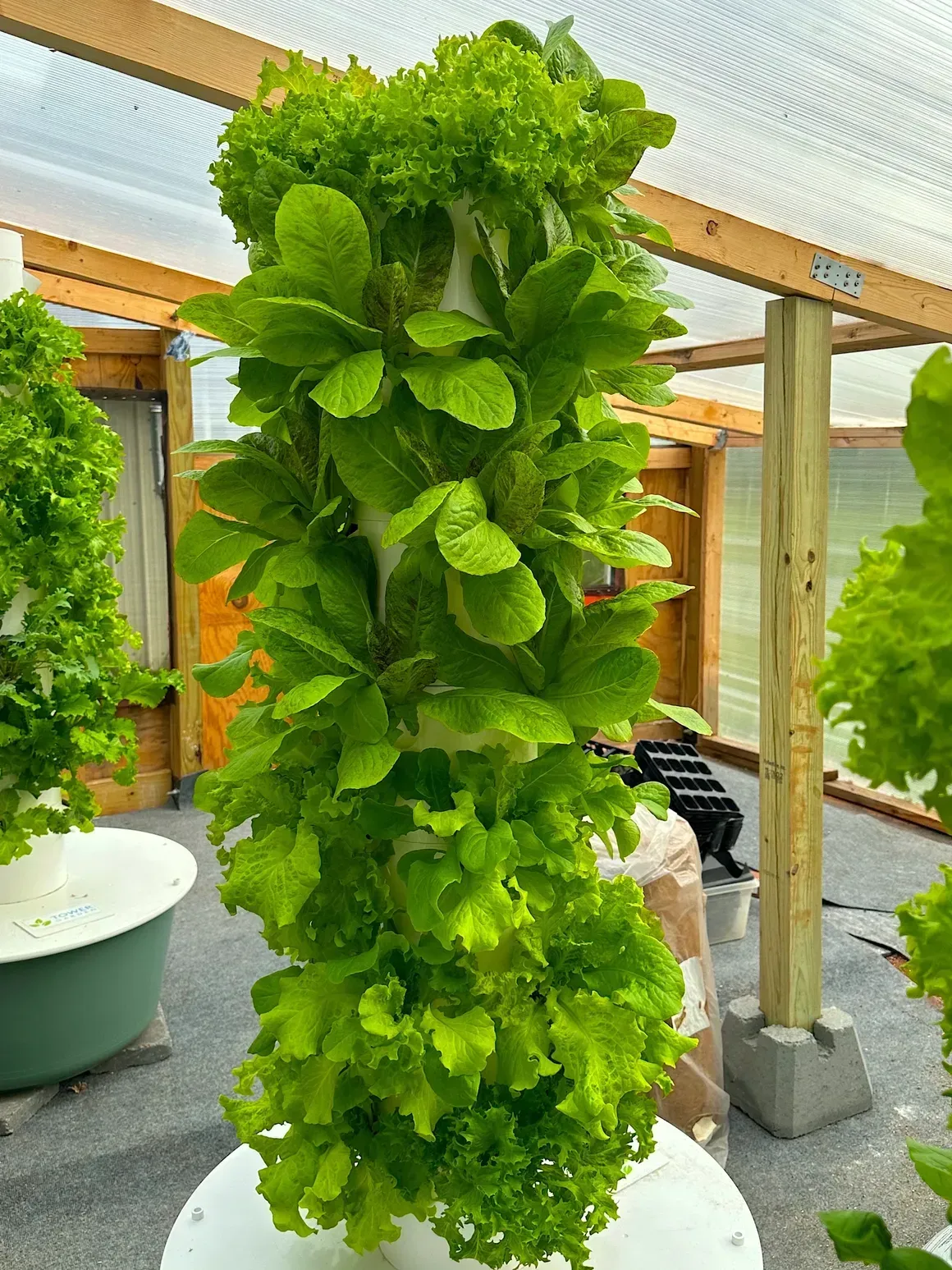 Vertical tower of lush green lettuce growing in a hydroponic greenhouse