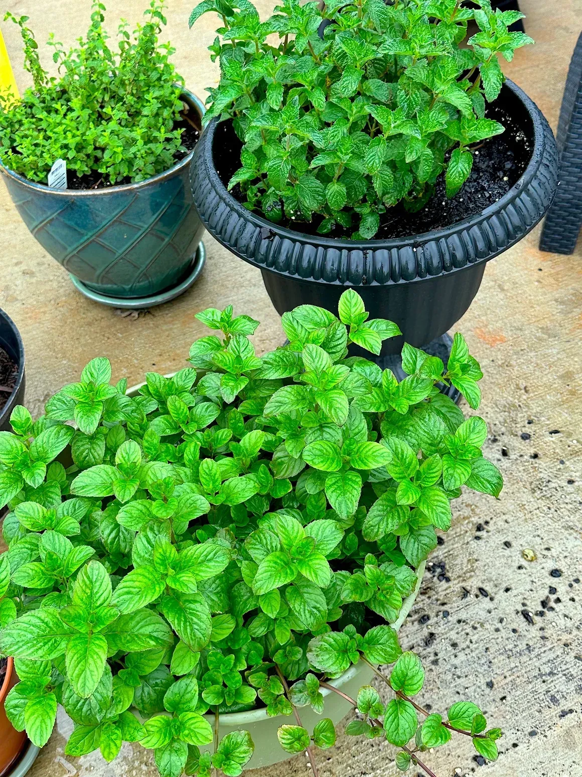 Potted green herbs growing in three containers on a patio
