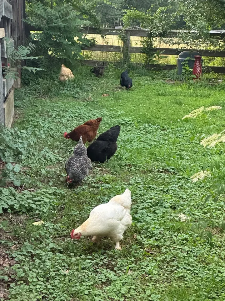 Five chickens pecking in a leafy backyard garden near a wooden fence.
