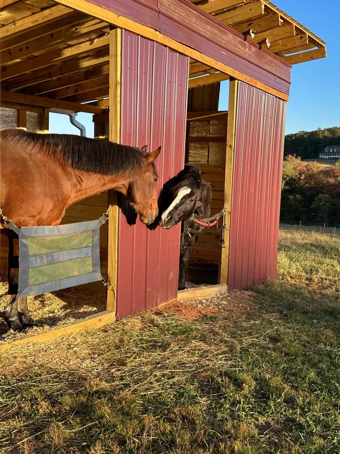 Two horses touching noses beside a red wooden shelter at sunset