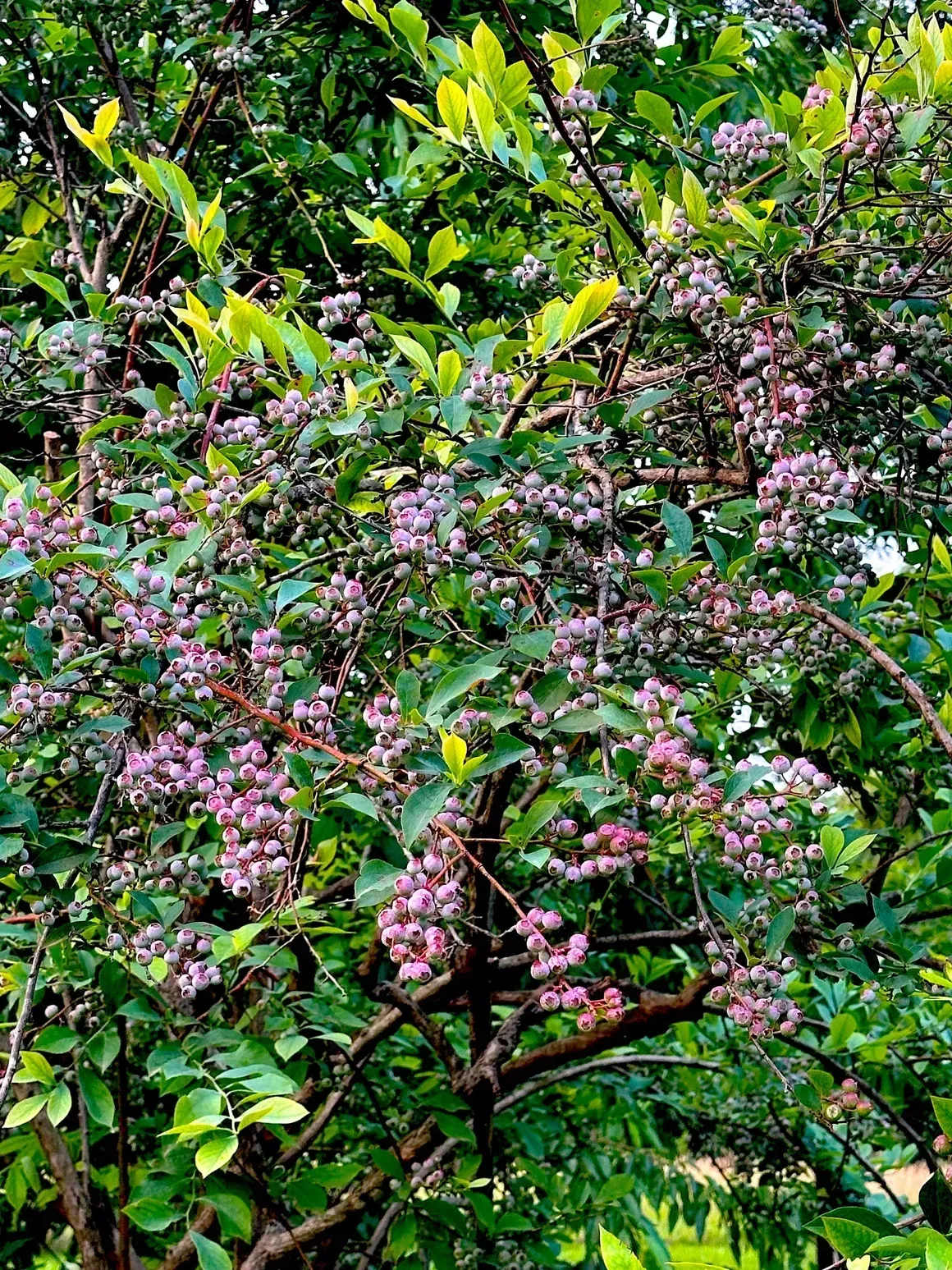 Flowering tree with pink blossoms and green leaves in a lush garden or forest setting