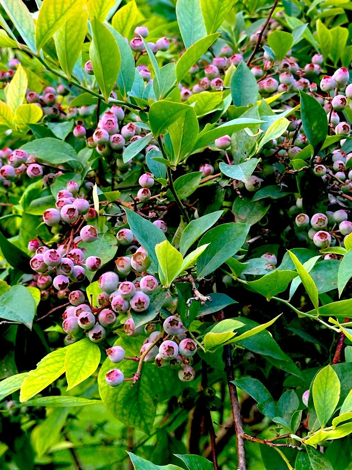 Green blueberry bush with clusters of ripening pink and purple berries