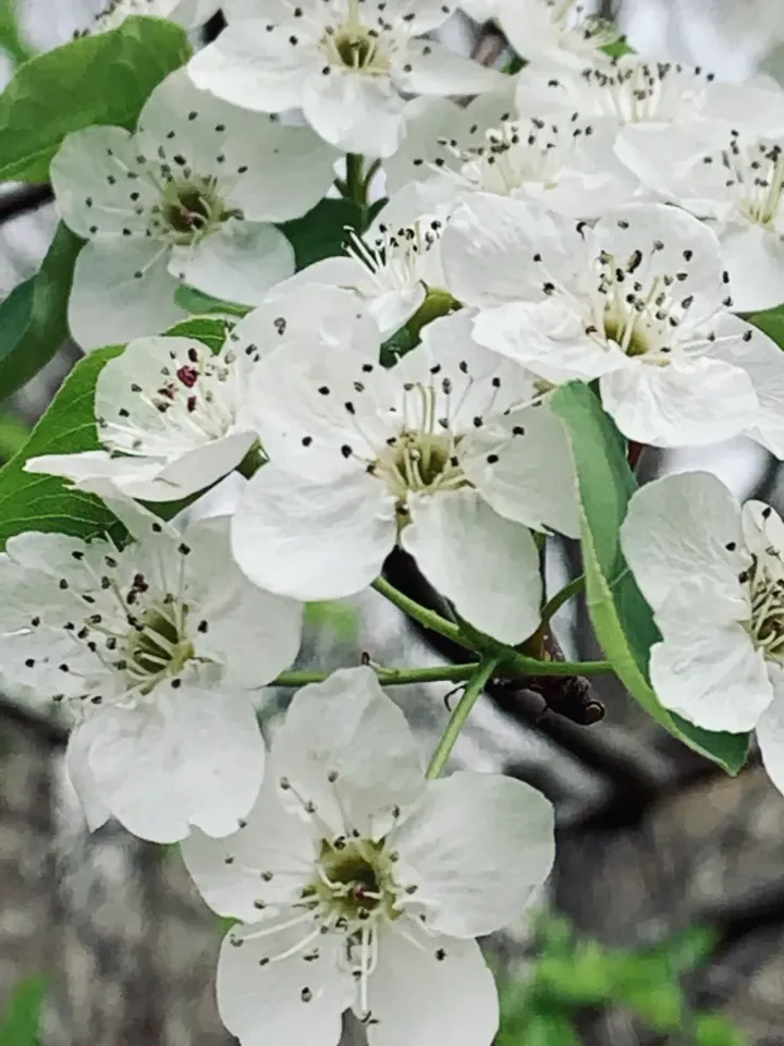 White blossoms on a tree branch with green leaves