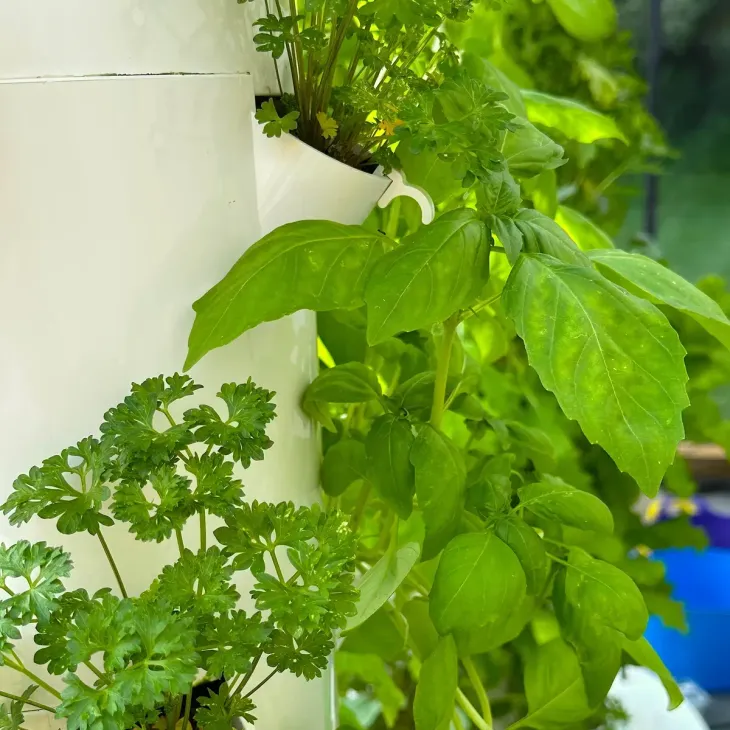 Green herbs growing in a white vertical planter, with basil and parsley leaves close up