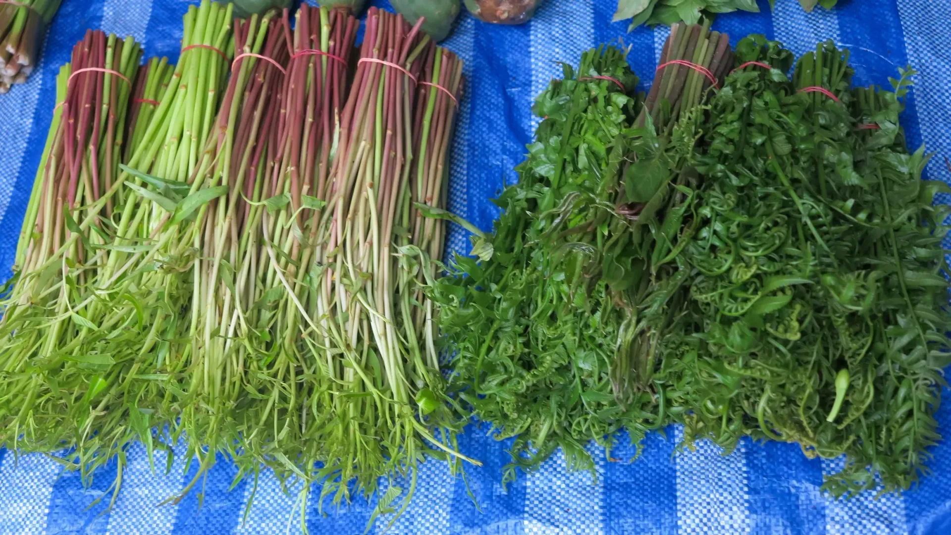 Bundles of fresh green herbs with roots on a blue tarp