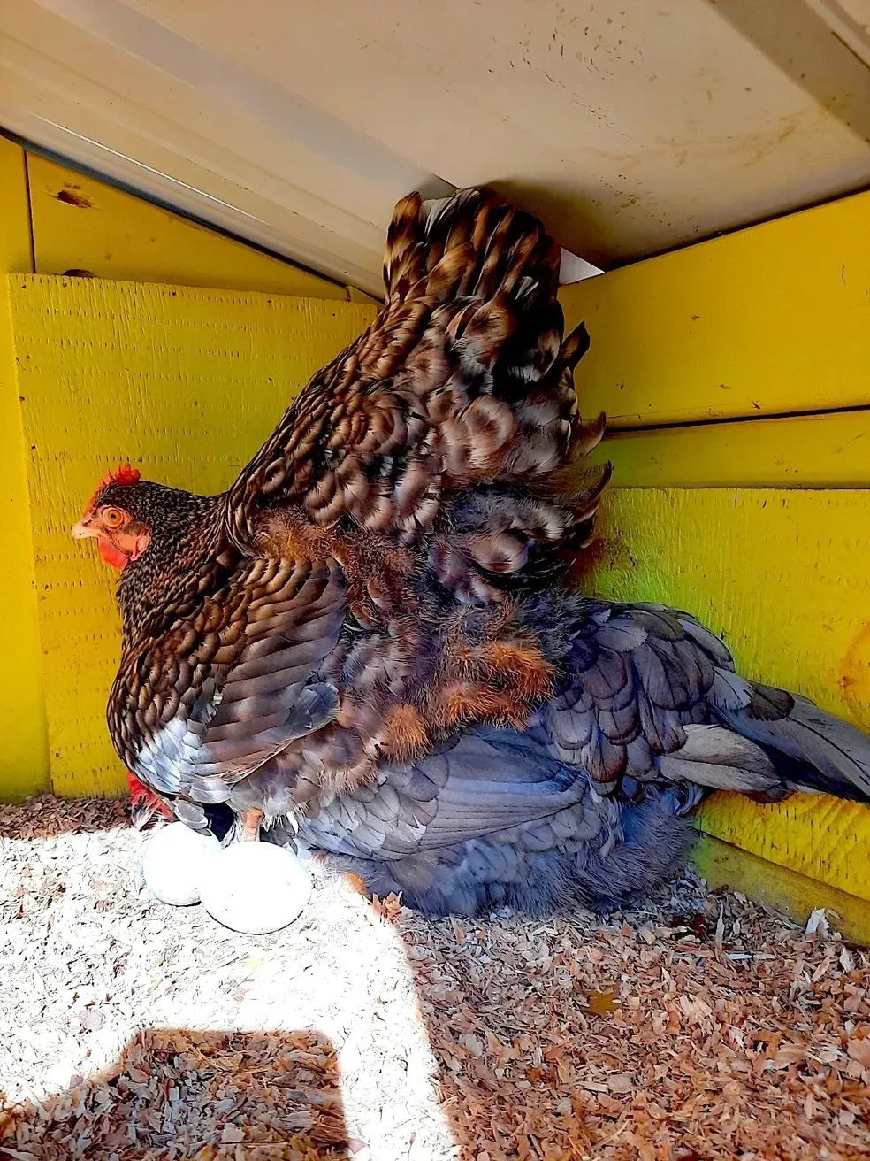 Two chickens huddled in a yellow nesting box, one brown-black and one gray-blue with a red comb.