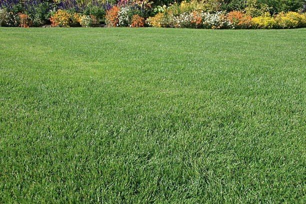 Green lawn with a colorful flowerbed in the background.