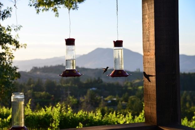 Hummingbirds at nectar feeders during sunset at Paloma Vineyard, with vineyard rows and mountain views in the scenic backdrop