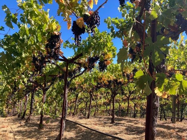 A bunch of grapes hanging from a vine in a vineyard.