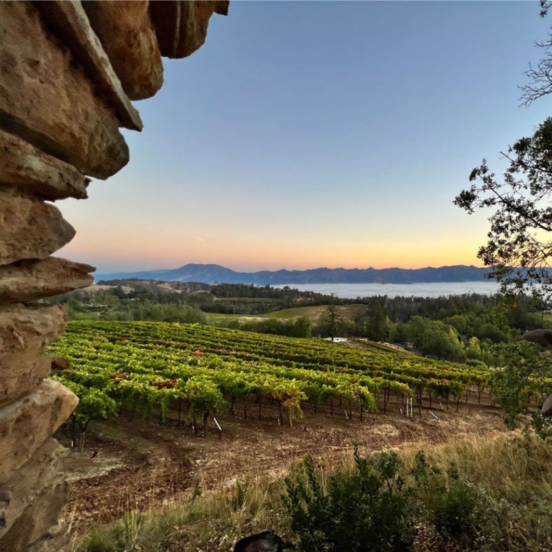 Mountain vineyard rows overlooking the Napa Valley floor, showing the terrain behind mountain wine a