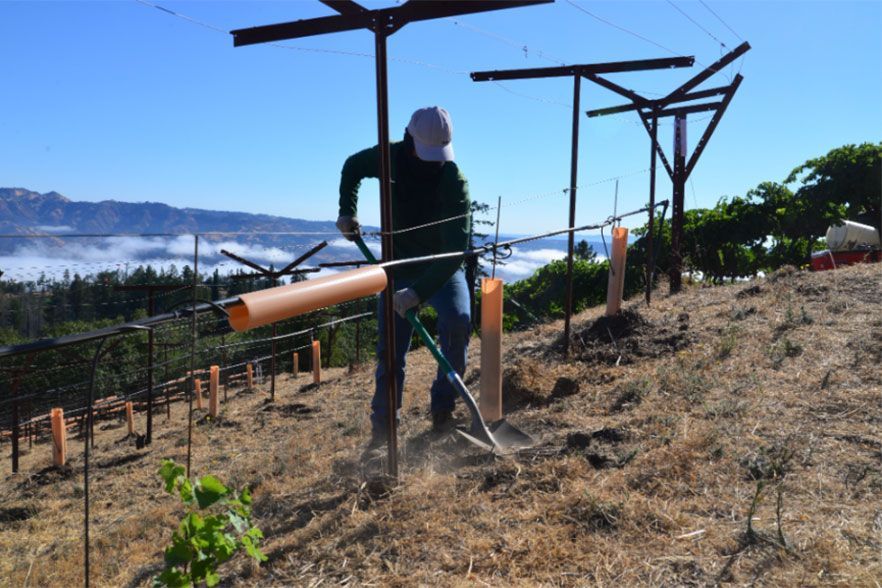 Winemaker Sheldon Richards farming Cabernet Franc vines on Spring Mountain, Napa Valley.