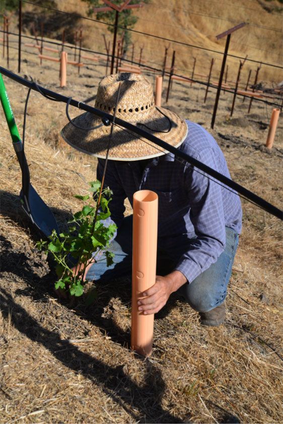 Vineyard worker inspecting young Cabernet Franc vines during the replanting process on Spring Mountain