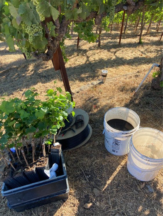 Vine planting holes dug eight to twelve inches deep as part of the Cabernet Franc winemaking replant