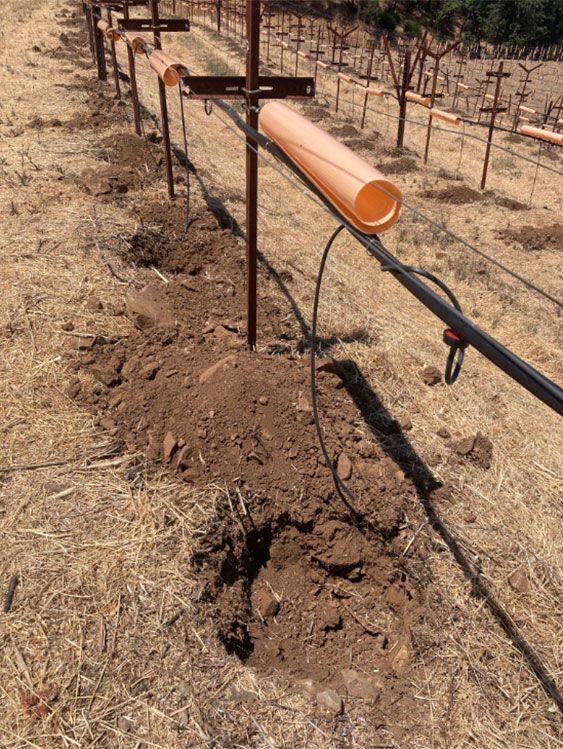 Dormant and green vine options laid out before planting in the vineyard replanting process.