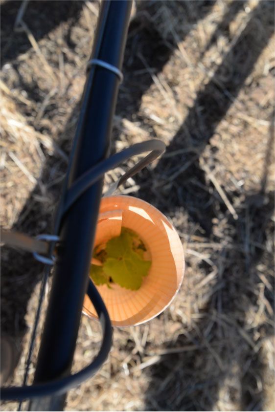 Freshly planted young Cabernet Franc vine protected with a guard on Spring Mountain Napa Valley.