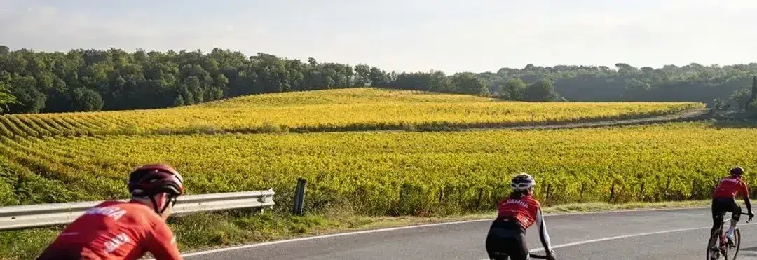 A group of people are riding bicycles down a road in front of a field of sunflowers.