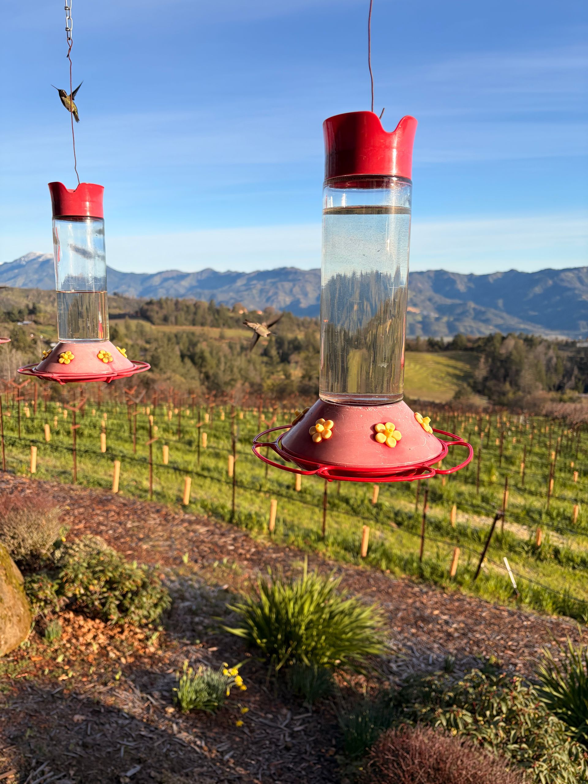hummingbird feeders on Paloma vineyards property