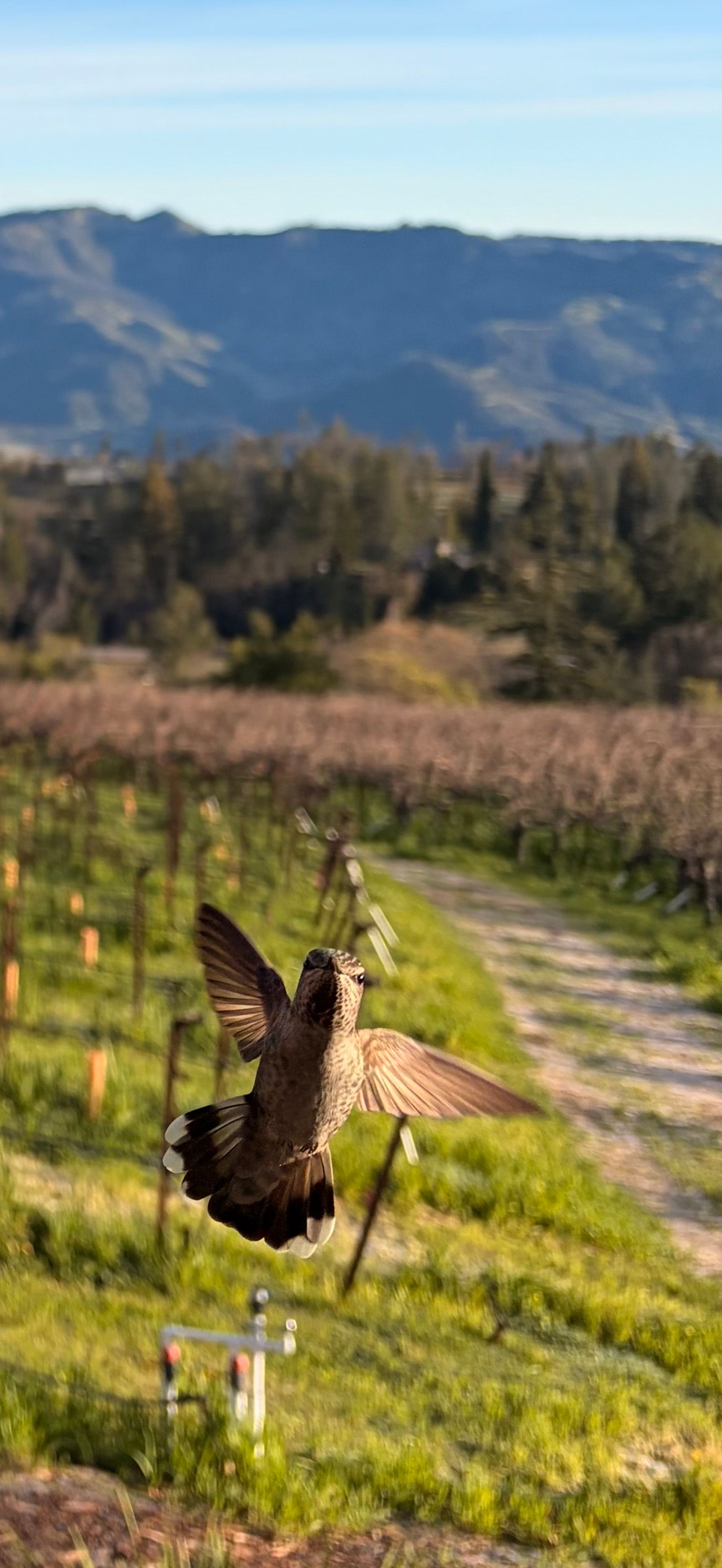 up close view of hummingbird at Paloma Vineyard