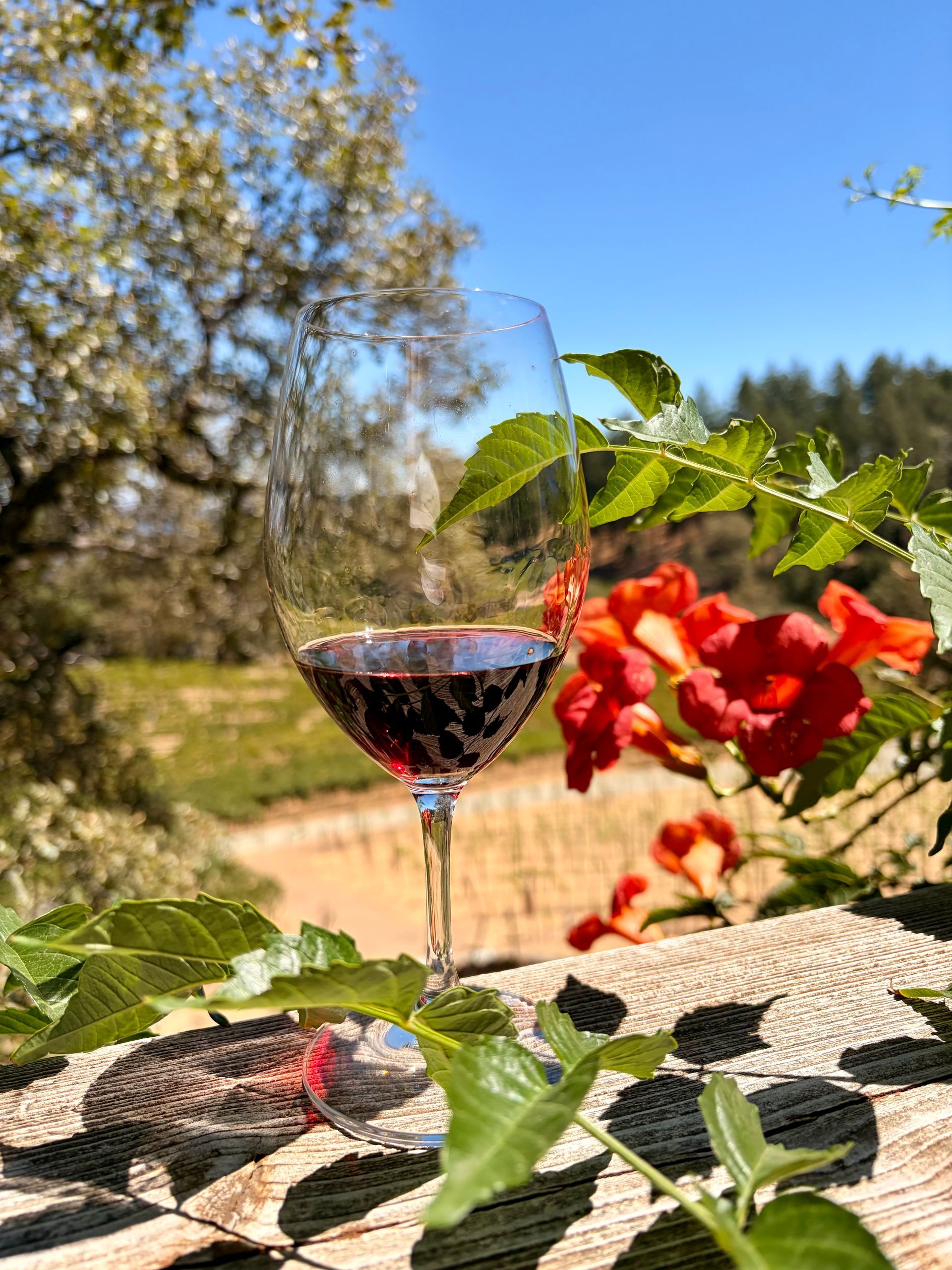 A glass of red wine rests on a vineyard fence rail overlooking Napa Valley, framed by trumpet vine flowers.