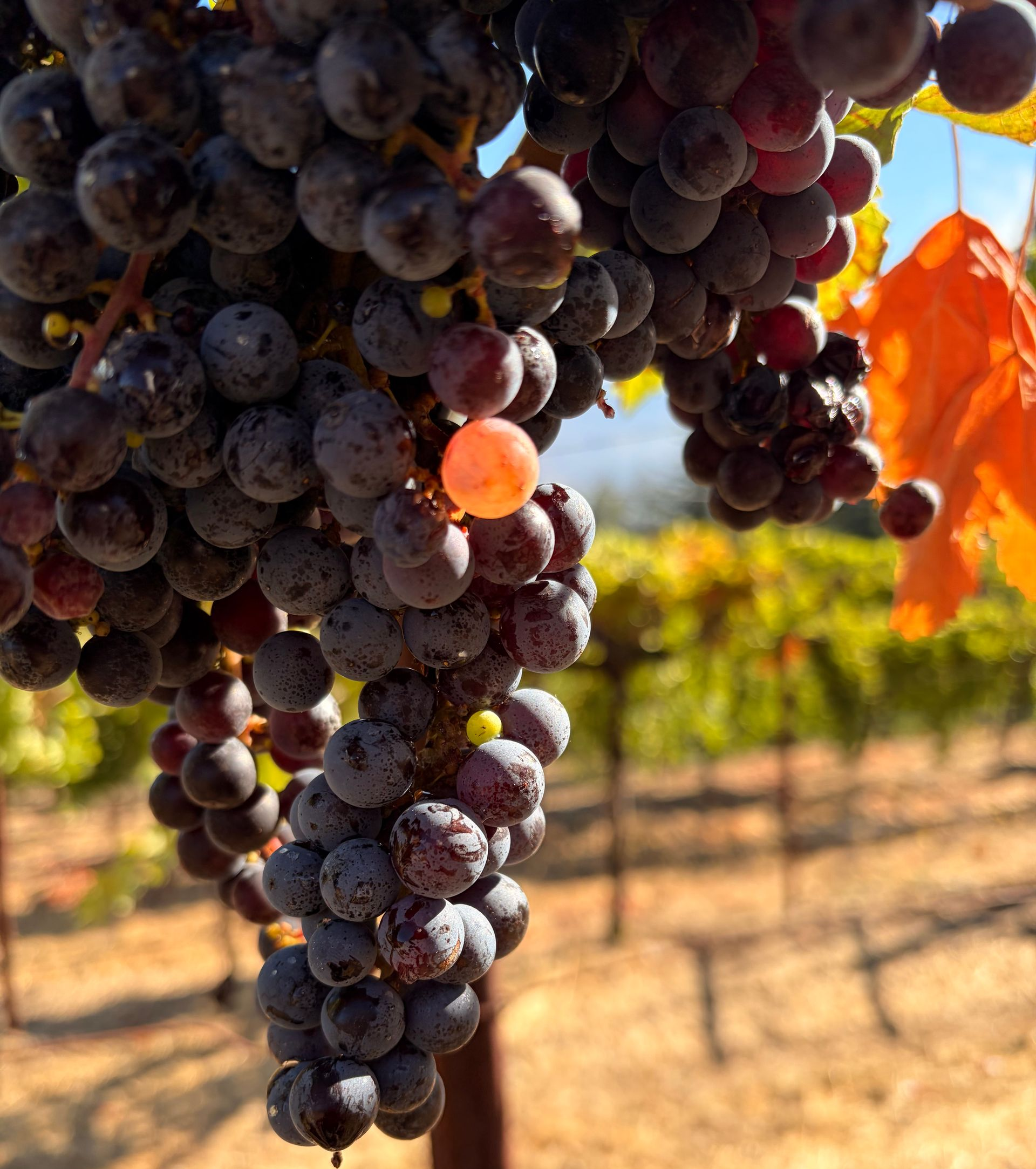 A cluster of ripe Cabernet grapes hangs on the vine at a Spring Mountain vineyard in warm autumn.