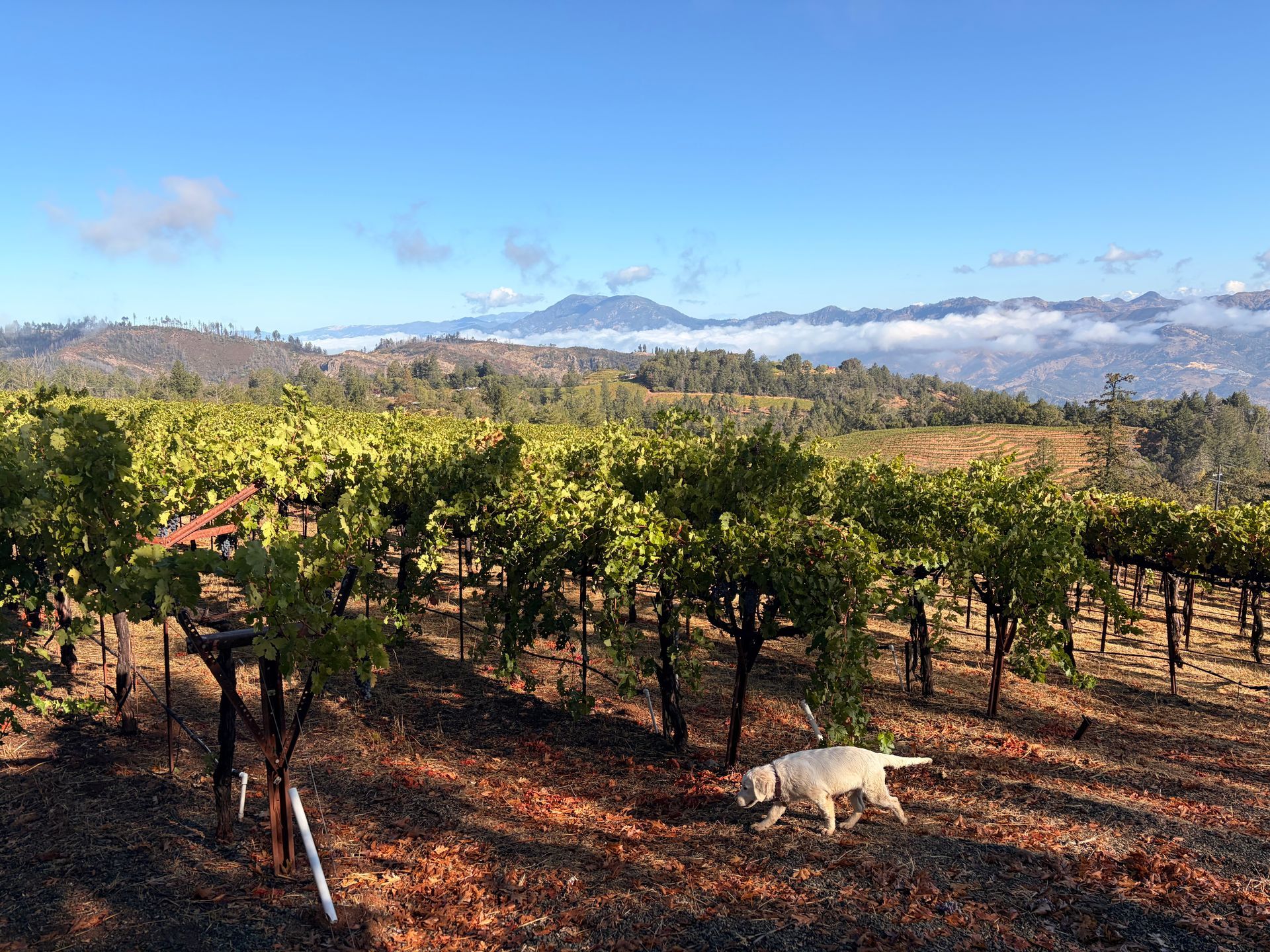 Rows of grapevines lead toward misty mountains as a dog wanders through a Napa Valley vineyard at sunrise.