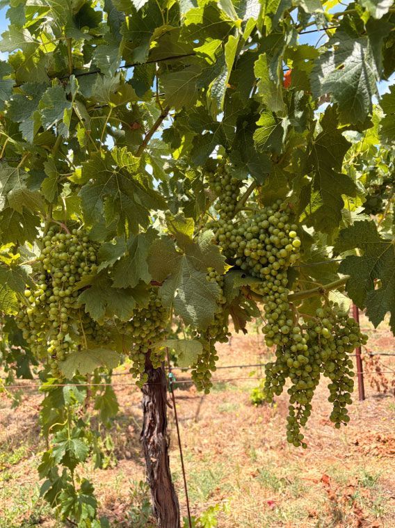 Grapevines growing on a mountain vineyard, showing the conditions that influence acidity, tannins, and fruit concentration.