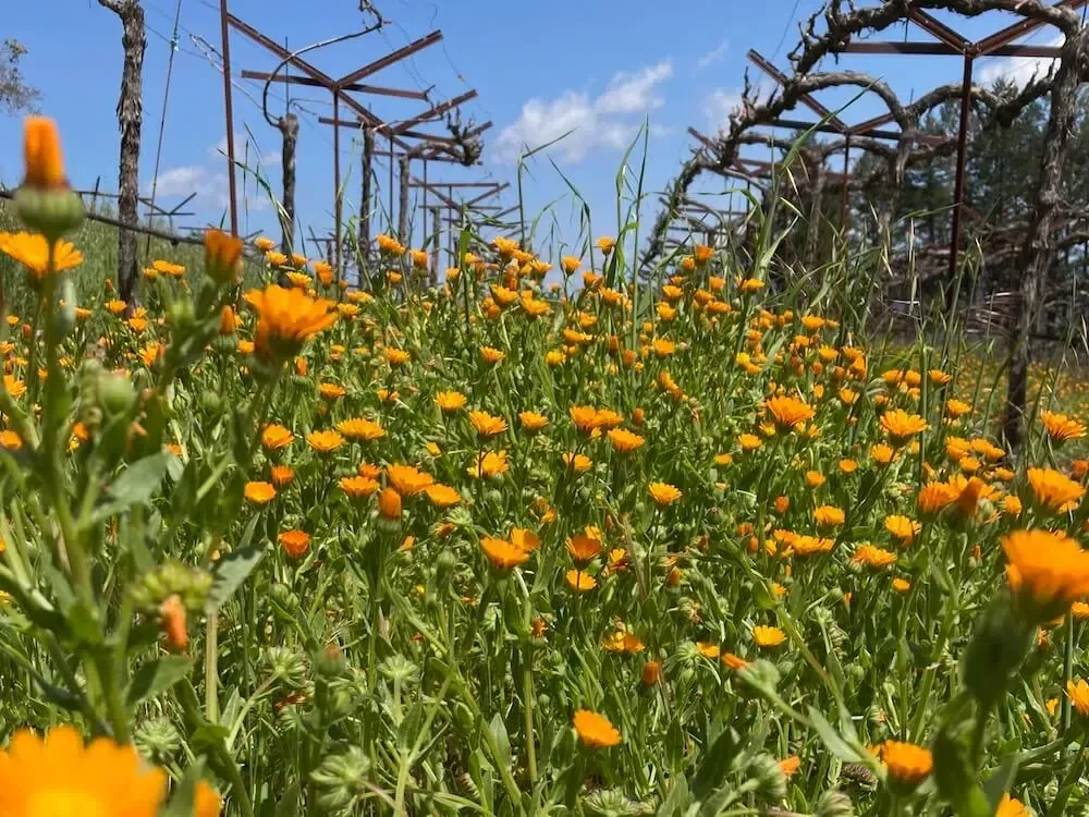 Paloma Vineyard farm field of yellow wildflowers under blue sky at top of Spring Mountain estate vineyard.