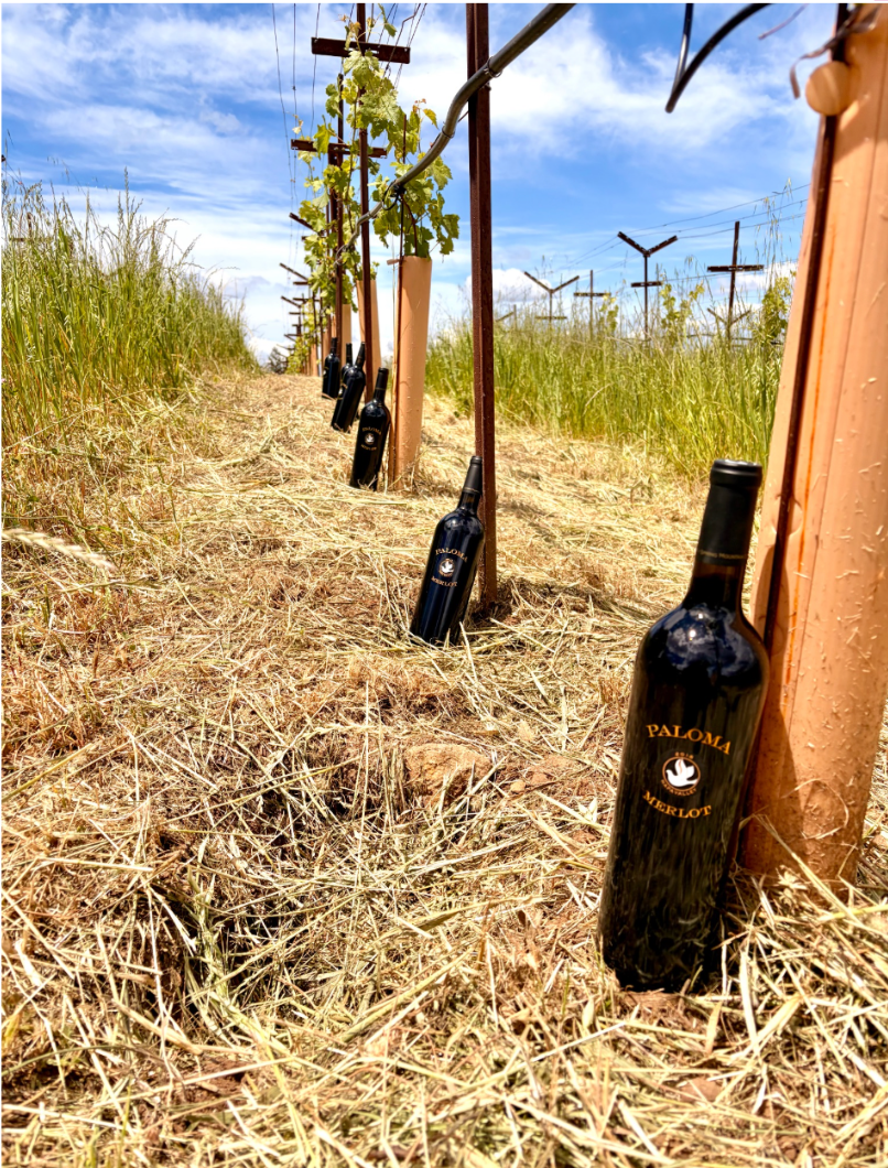 Paloma Vineyard wine bottles resting along sun-drenched Spring Mountain vineyard rows in Napa Valley.