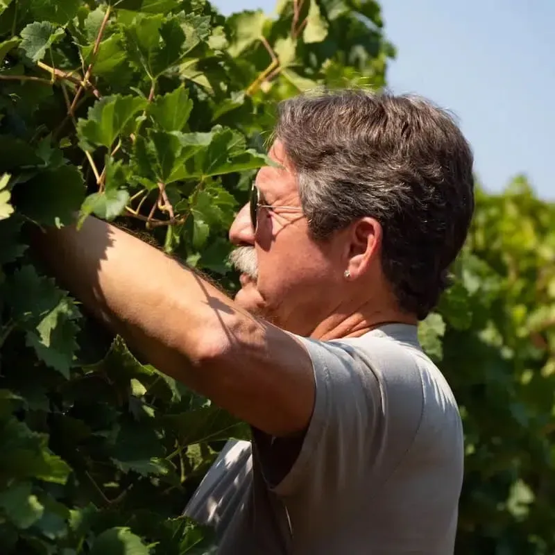 A man wearing sunglasses and a gray shirt is harvesting grapes from a Napa Valley wine vineyard on a sunny day.