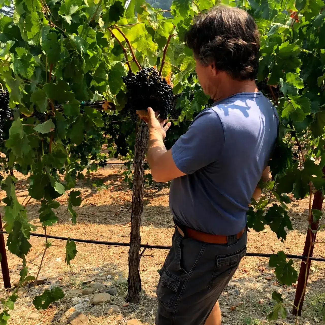 A man in a blue shirt is picking grapes from a vine