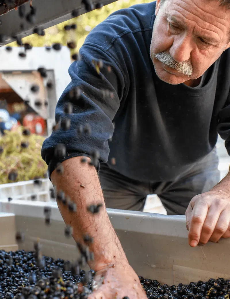 Sorting freshly harvested Merlot grapes at Paloma Vineyard’s Spring Mountain estate during peak of Napa Valley’s crush season