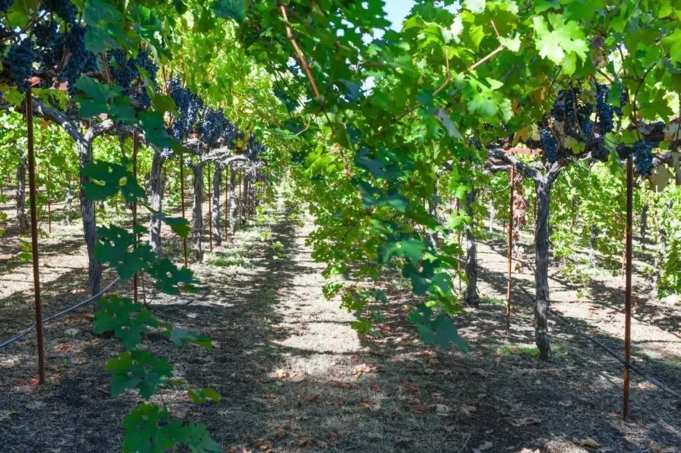 vineyard view of Paloma 