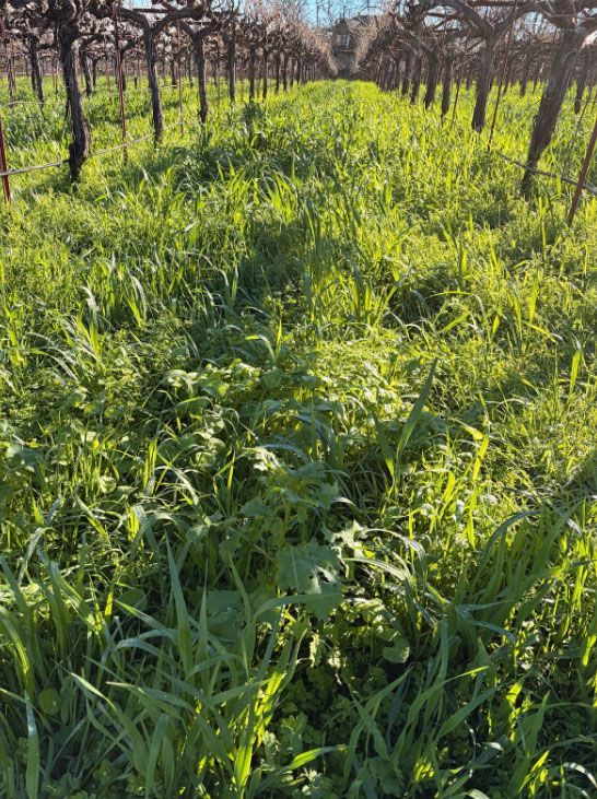 Cover crops growing between vineyard rows supporting wine terroir at Paloma Vineyard