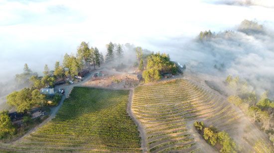 Aerial view of Spring Mountain vineyard surrounded by morning fog, expressing wine terroir.