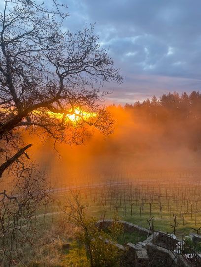 Sunrise over Spring Mountain vineyard, highlighting wine terroir at Paloma Vineyard
