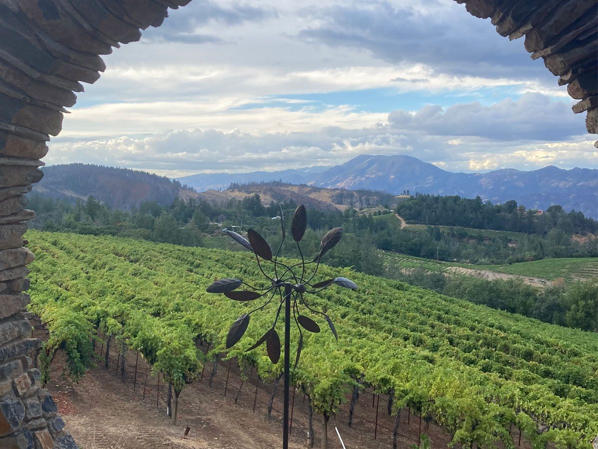 Mountain vineyard rows overlooking the Napa Valley floor, showing the terrain behind mountain wine a